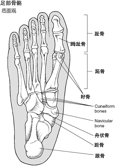 足部骨骼