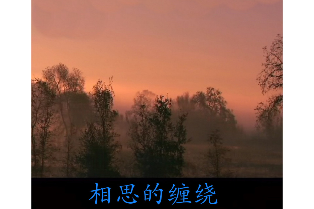 高原花 高原花