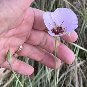 Calochortus palmeri