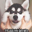 艾麗絲的狗 艾麗絲的狗