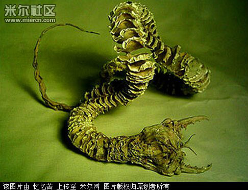 蒙古死亡蠕蟲