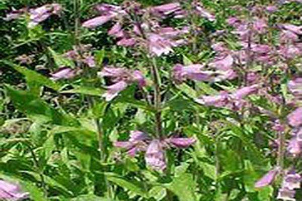 Penstemon canescens