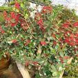 紅果冬青(無患子目冬青科植物) 紅果冬青(無患子目冬青科植物)
