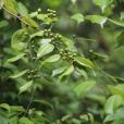 烏藥(植物)