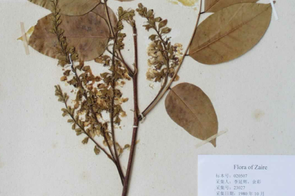 啟明豆(鬧魚崖豆) 啟明豆(鬧魚崖豆)