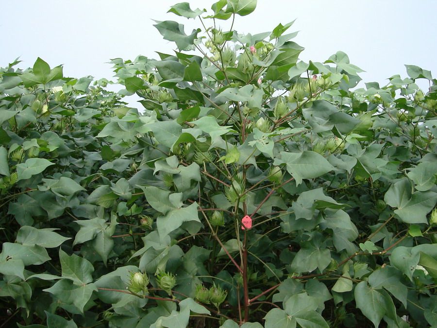 惠豐1號 惠豐1號