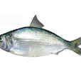 鰣魚(輻鰭魚綱動物)