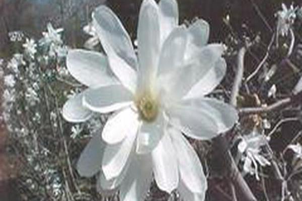 Magnolia stellata Magnolia stellata