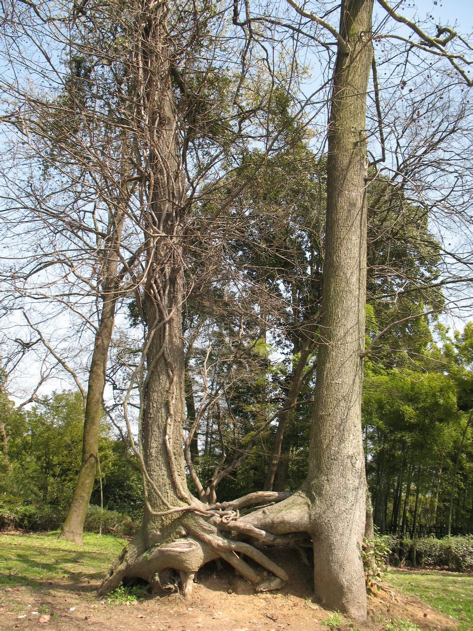 連理樹(植物)