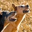 澳洲牧牛犬 澳洲牧牛犬