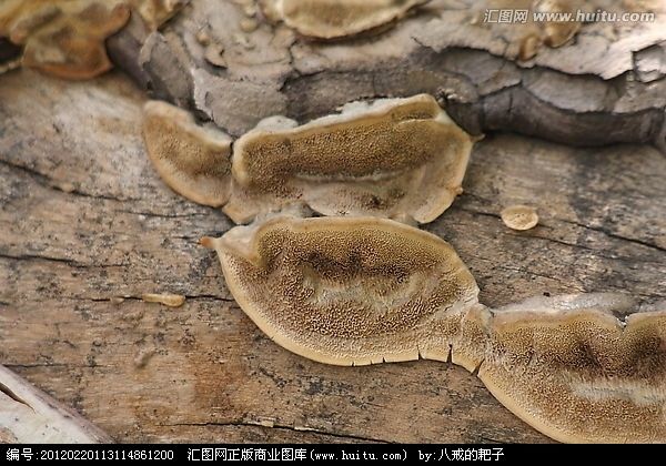 樹苔 樹苔