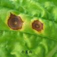 菸草赤星病 菸草赤星病