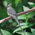 藍枕鼠鳥 藍枕鼠鳥