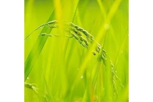 稻花兒 稻花兒