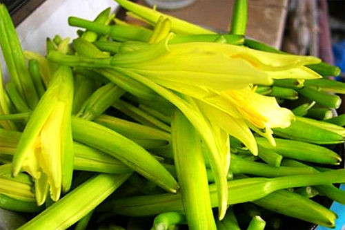 廟頭黃花 廟頭黃花