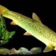 昆明裂腹魚 昆明裂腹魚