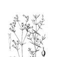 拉薩蠅子草 拉薩蠅子草