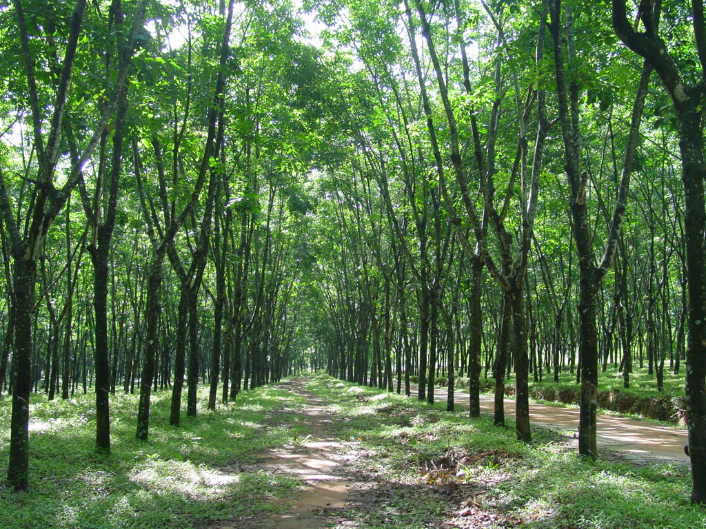 巴西橡膠樹林