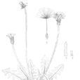 麗花蒲公英 麗花蒲公英