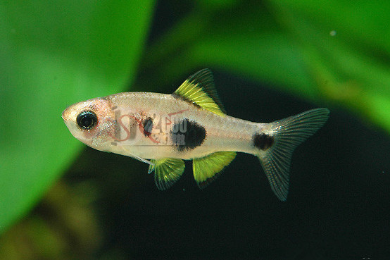 小丑旗燈魚