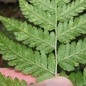 Dryopteris carthusiana