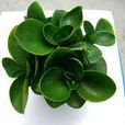 胡椒草 胡椒草