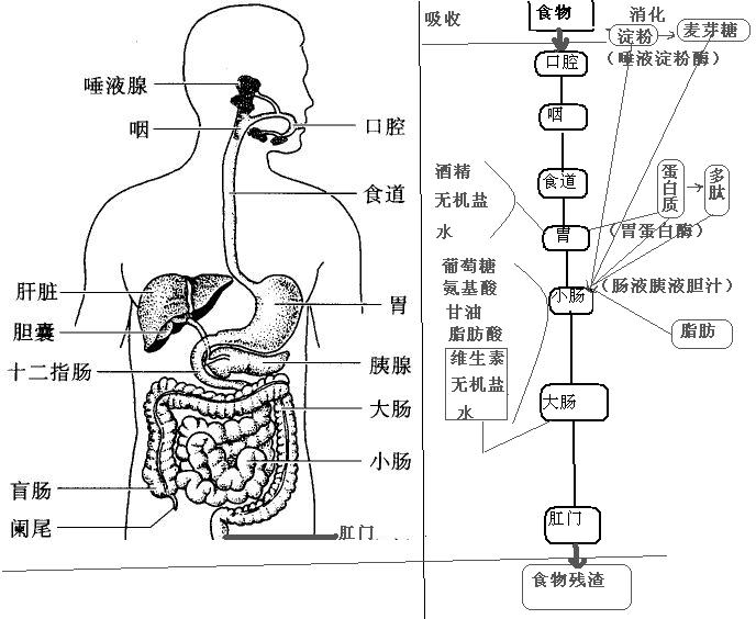 胃腸道系統