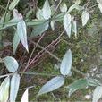 川滇茜草 川滇茜草