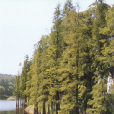 線葉池杉 線葉池杉