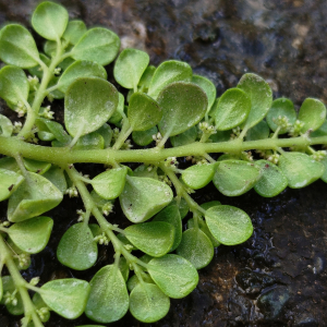 Pilea serpyllifolia