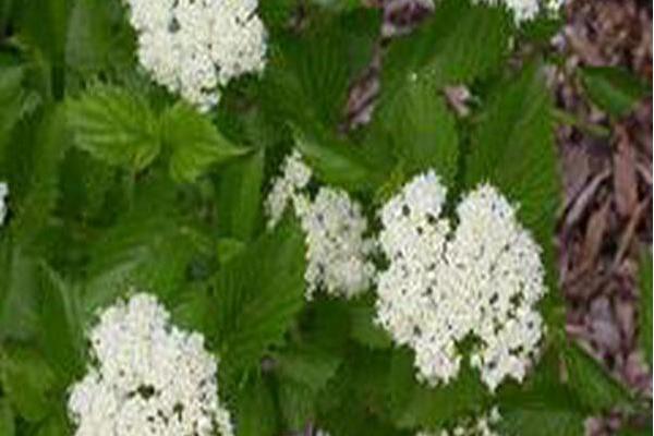 Viburnum dentatum \x27Christom\x27 BLUE MUFFIN