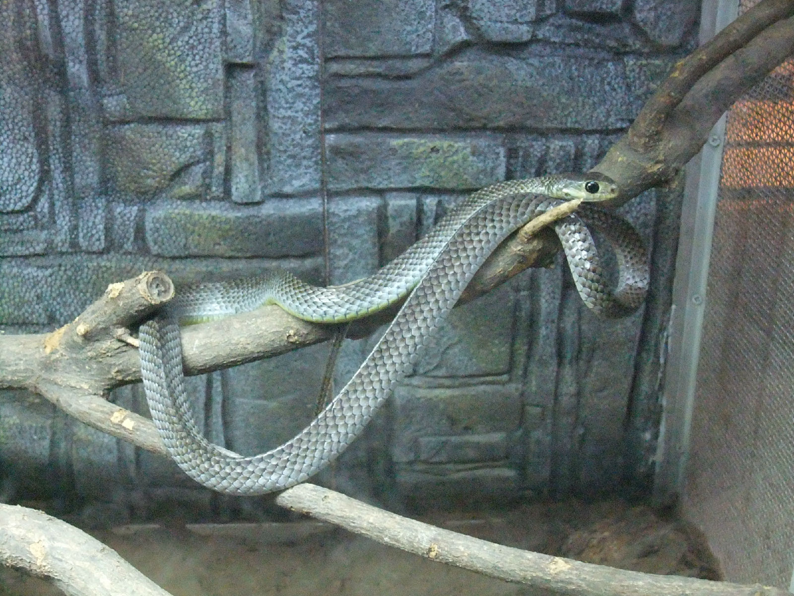 灰鼠蛇