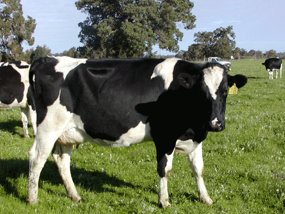大型荷斯坦奶牛