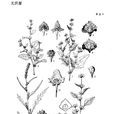 光濱藜 光濱藜