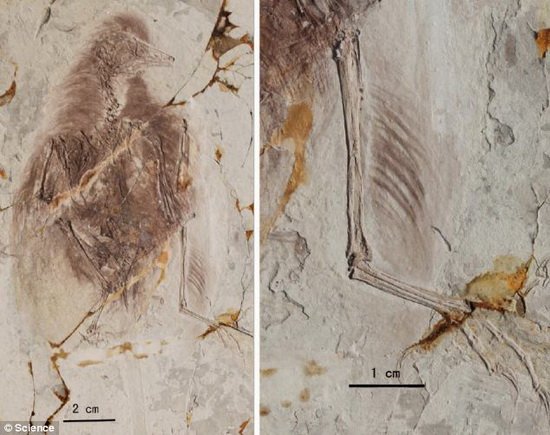 遠古鳥類化石中四肢之間存在著兩對翅膀