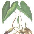 山茨菇 山茨菇