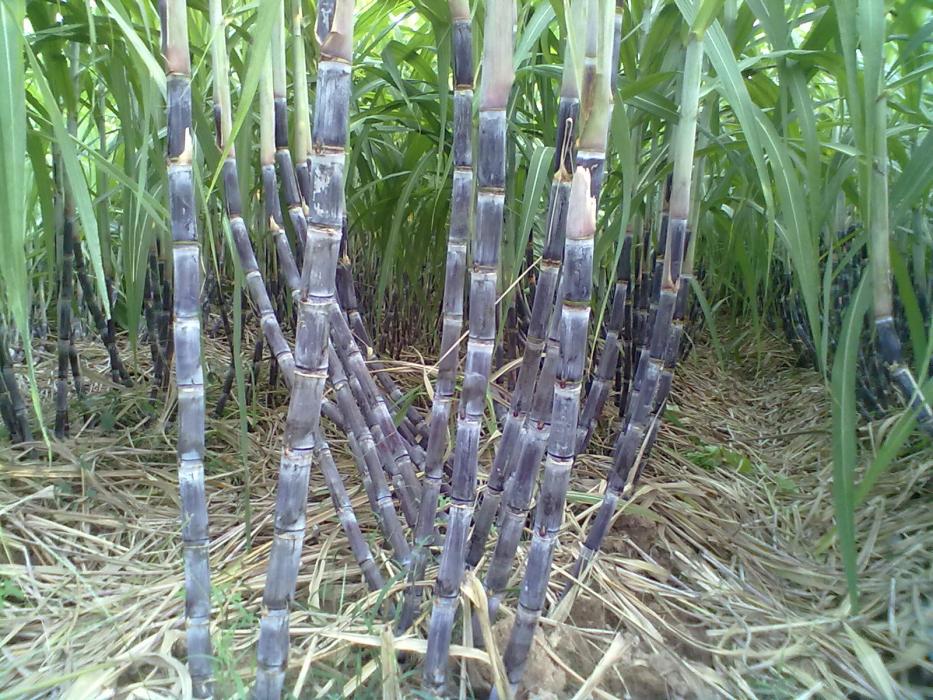 雲蔗08-1095 雲蔗08-1095