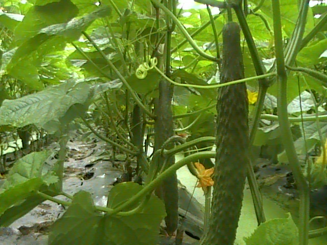 冬季溫室蔬菜大棚-黃瓜
