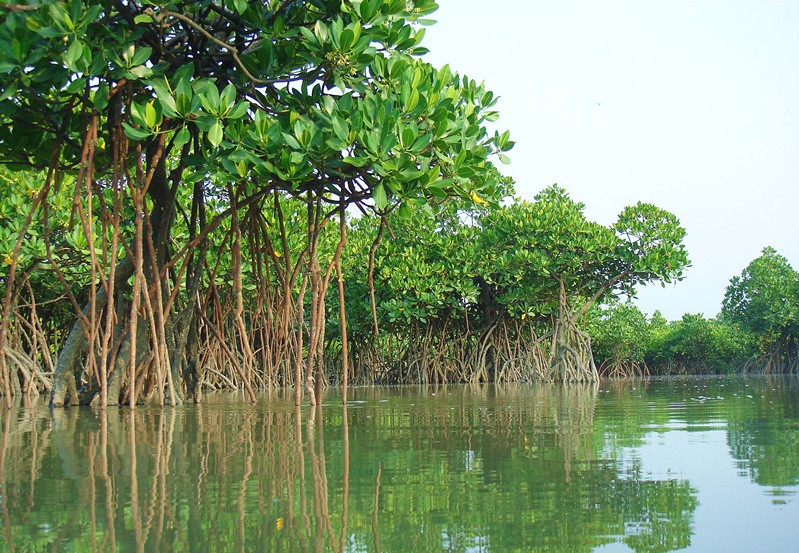 東寨港國家級自然保護區(海口東寨港國家級紅樹林自然保護區)