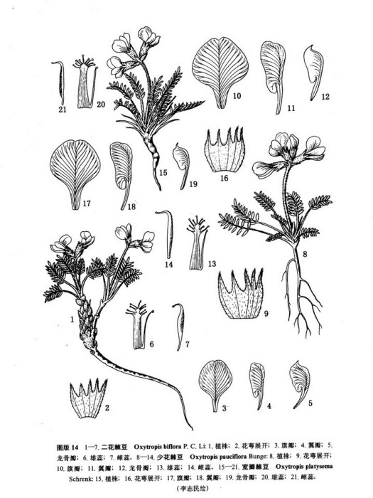 二花棘豆 二花棘豆