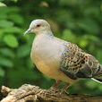 山斑鳩 山斑鳩