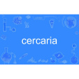 cercaria cercaria