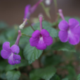 長筒花 長筒花