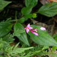 翅莖蜂鬥草(野牡丹科蜂鬥草屬植物) 翅莖蜂鬥草(野牡丹科蜂鬥草屬植物)