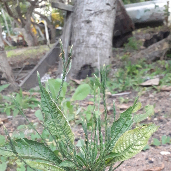 Elytraria imbricata