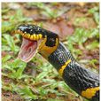 黃環林蛇