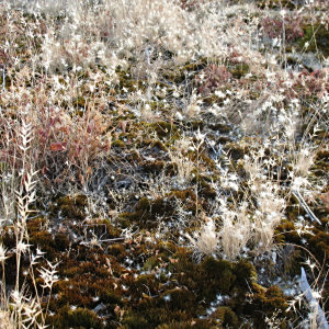 Rytidosperma erianthum