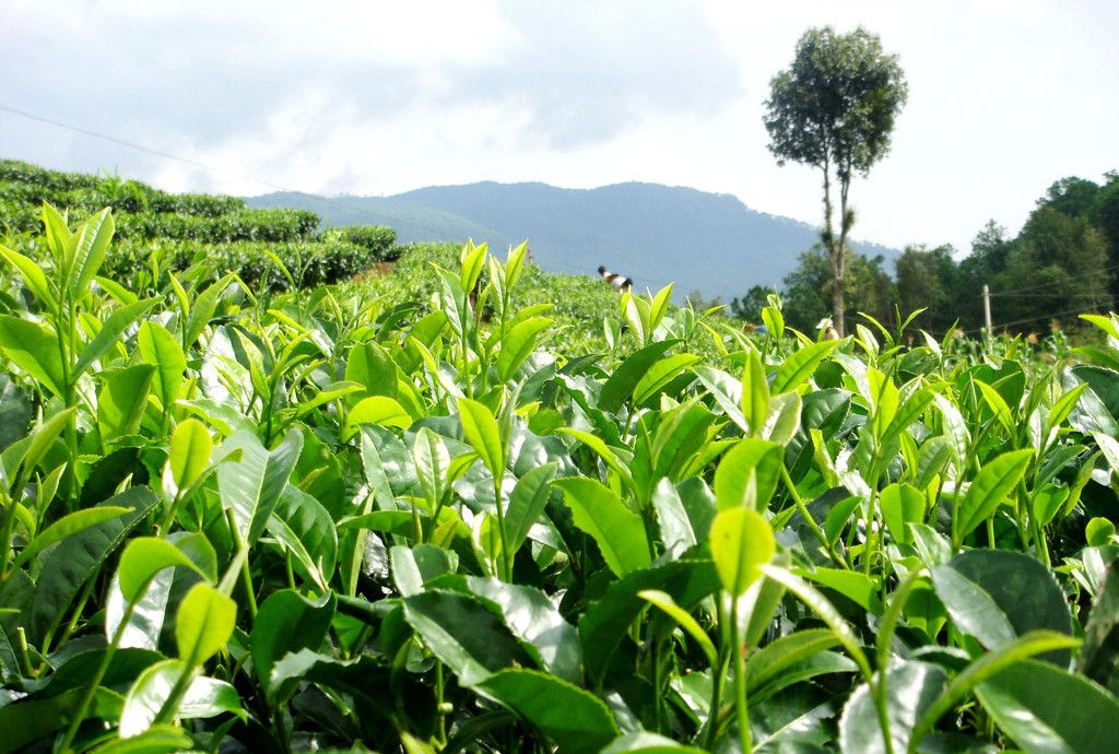 桑雀茶 桑雀茶