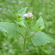 假澤蘭(米甘草) 假澤蘭(米甘草)
