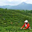 岳西茶葉 岳西茶葉